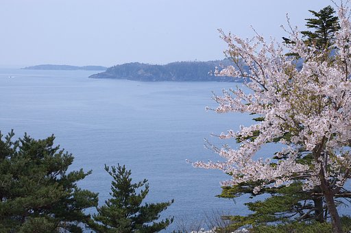 海桜