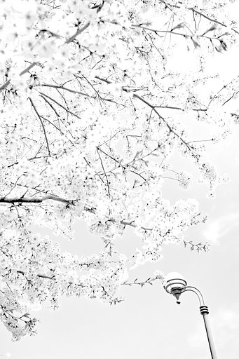 モノクロ桜