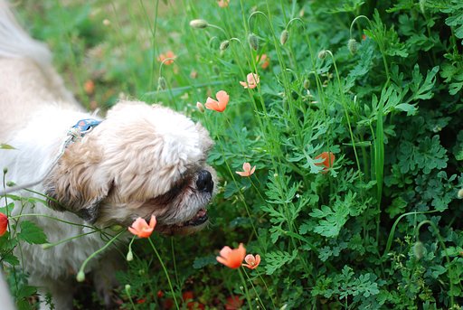 犬とヒナゲシ