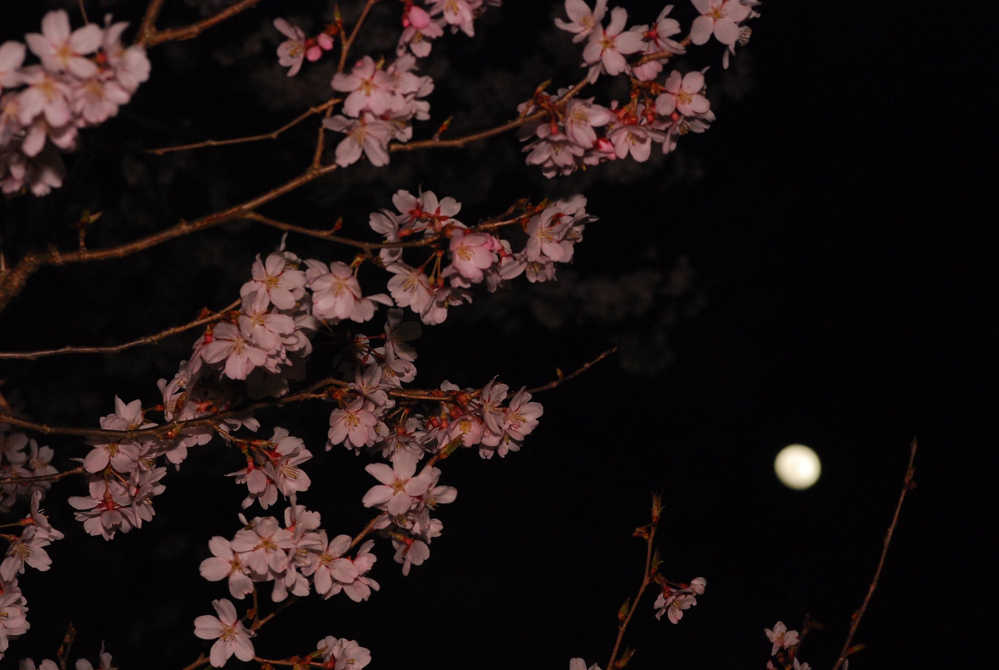 夜桜＋お月様