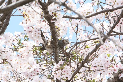 ヒヨ桜
