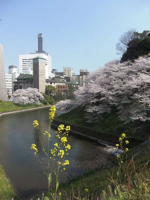 千鳥ヶ淵の風景２
