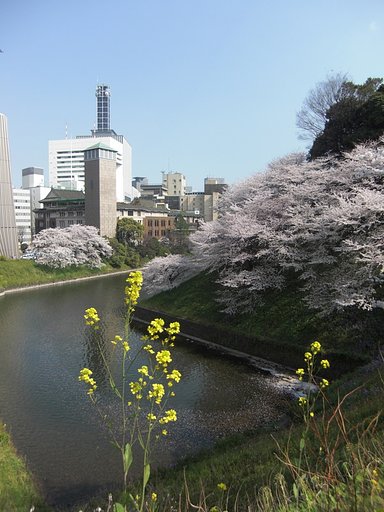 千鳥ヶ淵の風景２