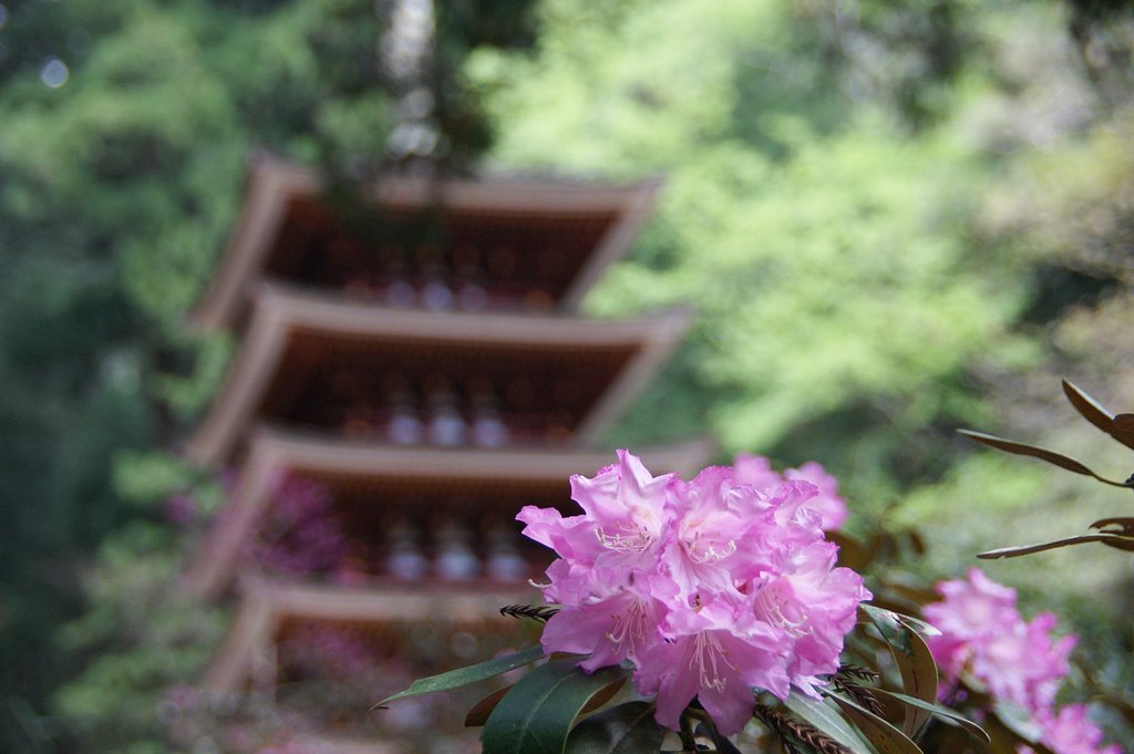 「立てば石楠花、座れば牡丹、歩く姿は藤の花」