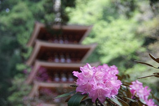 「立てば石楠花、座れば牡丹、歩く姿は藤の花」