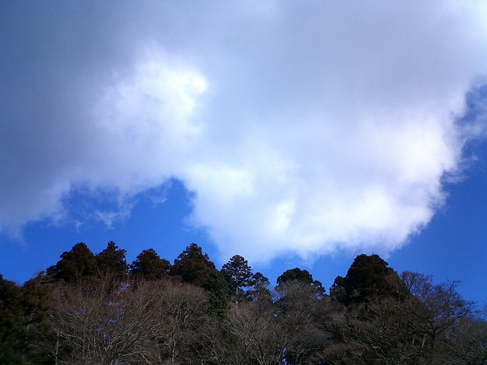 冬の空
