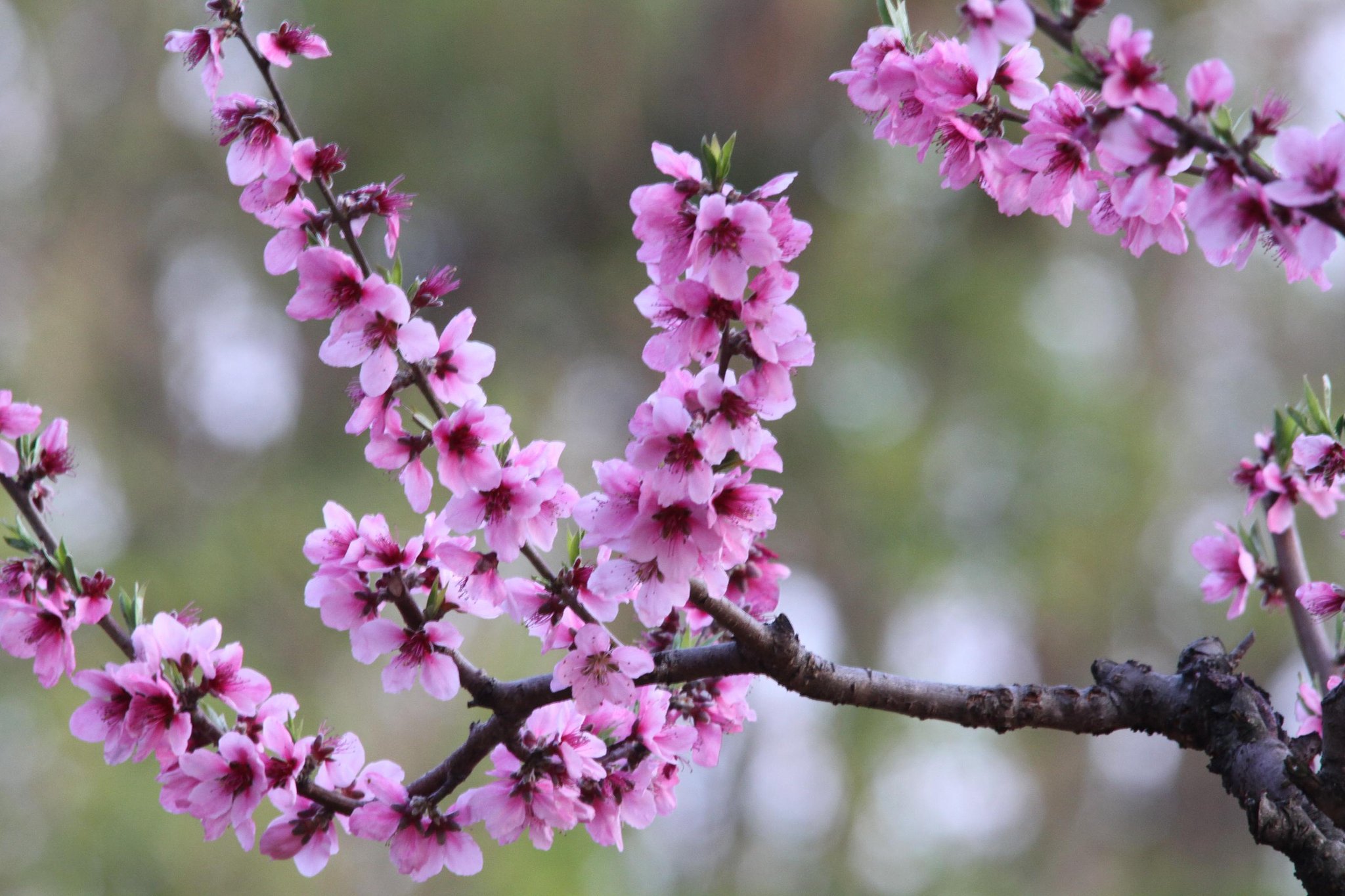 桃の花