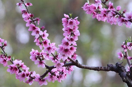 桃の花
