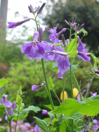 では、「紫大根の花」を!