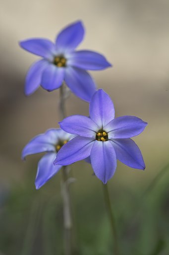 花ニラ