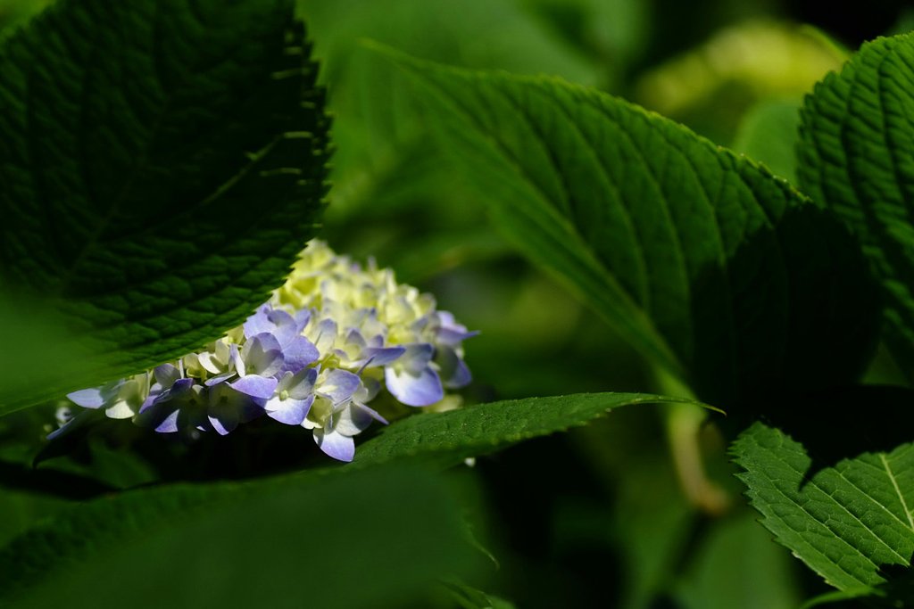 紫陽花の予感