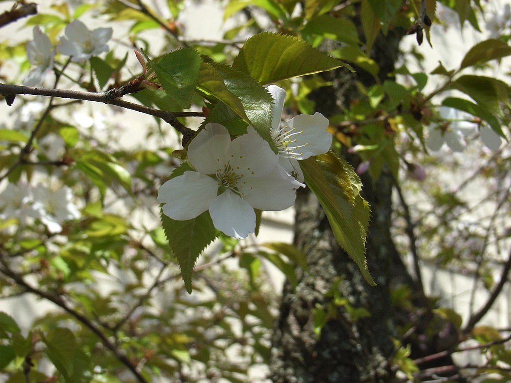サクラの花-その2