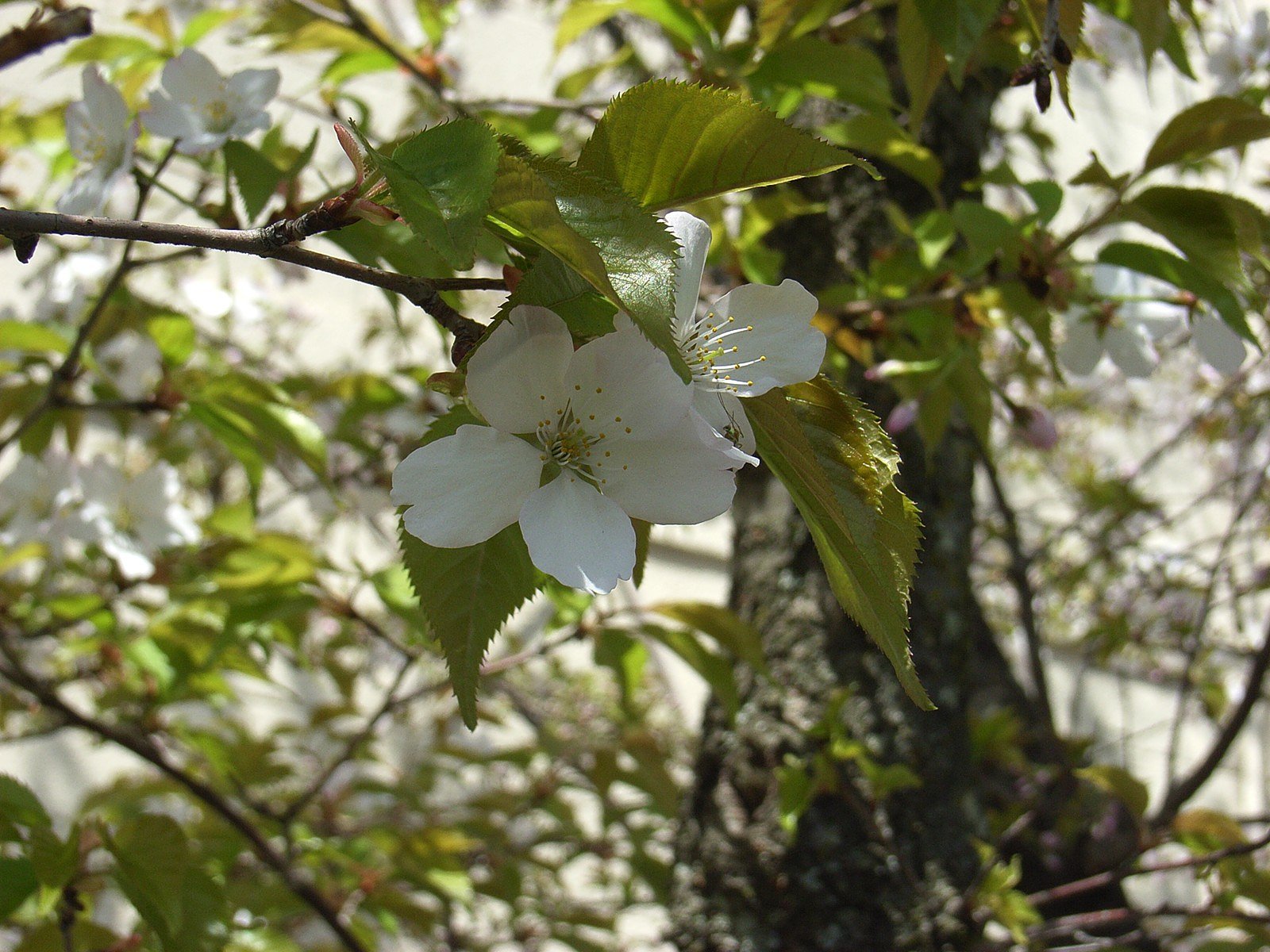 サクラの花-その2