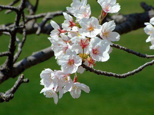 入学式の桜