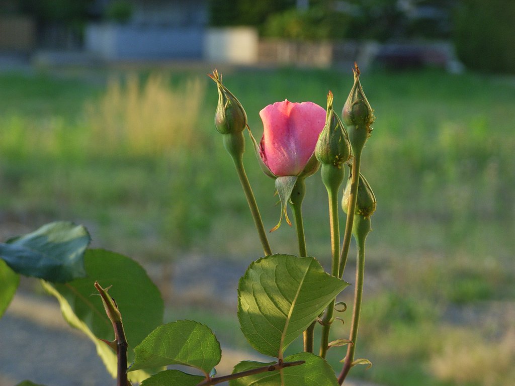 【彩】夕日