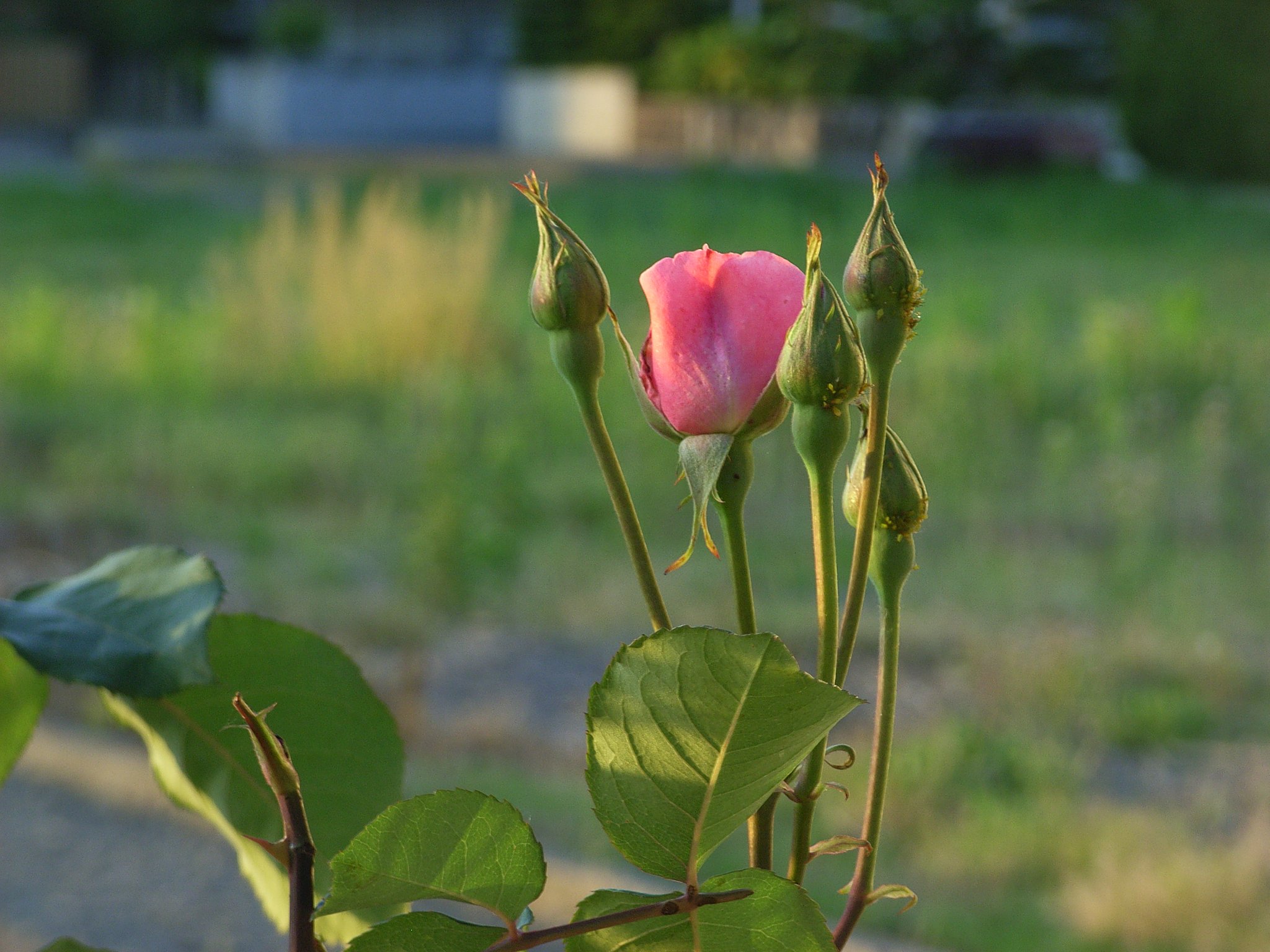 【彩】夕日