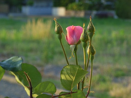 【彩】夕日