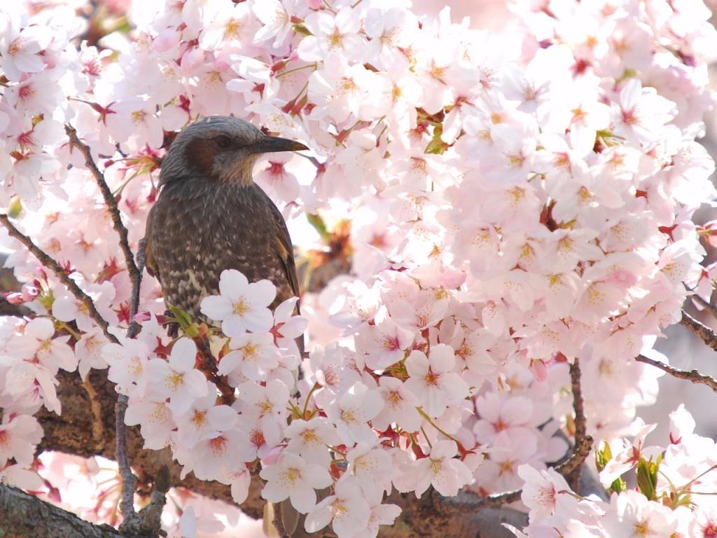 桜風呂