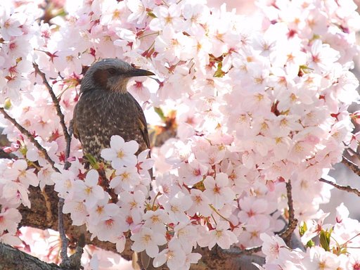 桜風呂