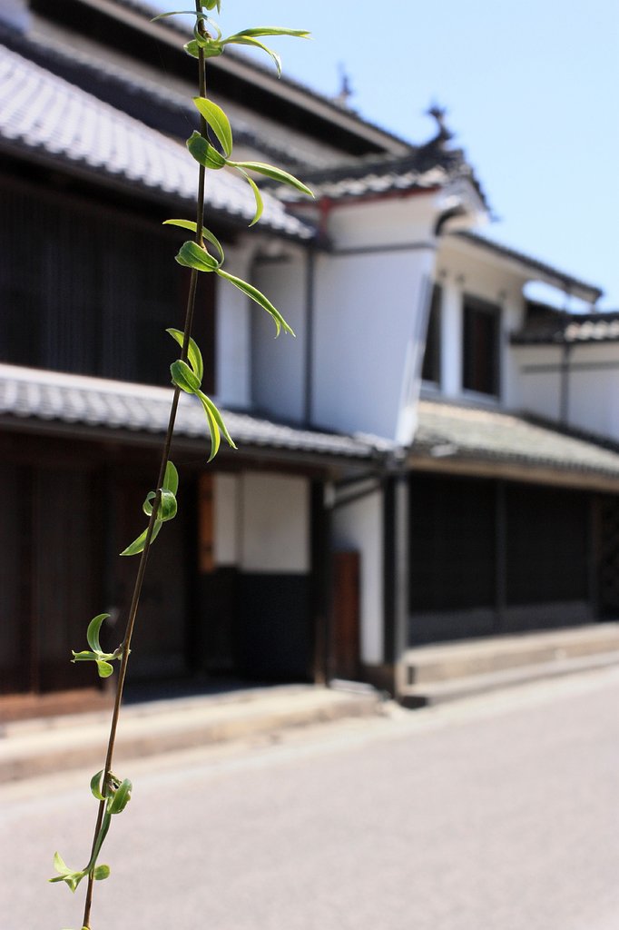 枝垂柳とうだつ