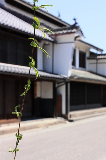 枝垂柳とうだつ