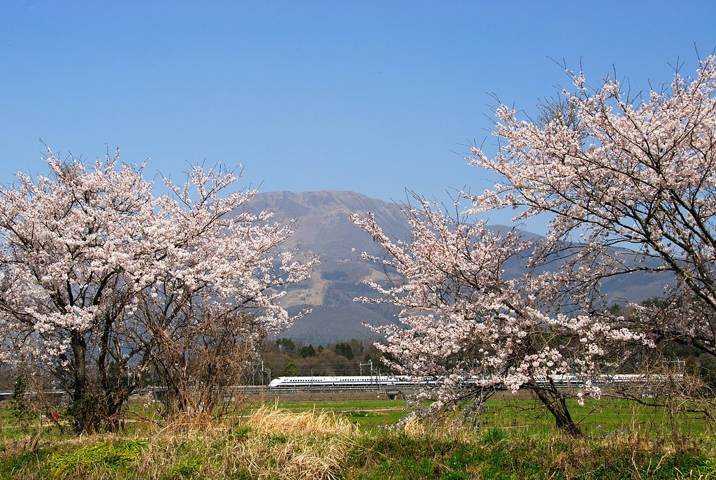 桜・伊吹