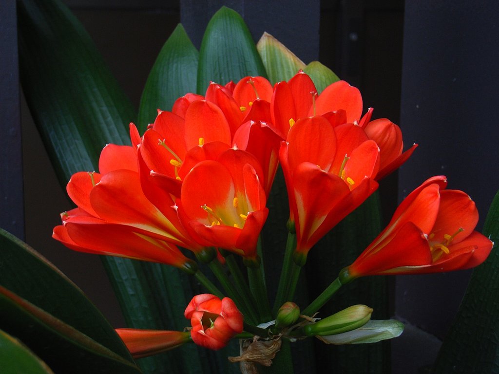 ようやく開花