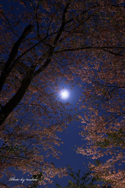 月見桜