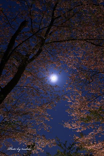 月見桜