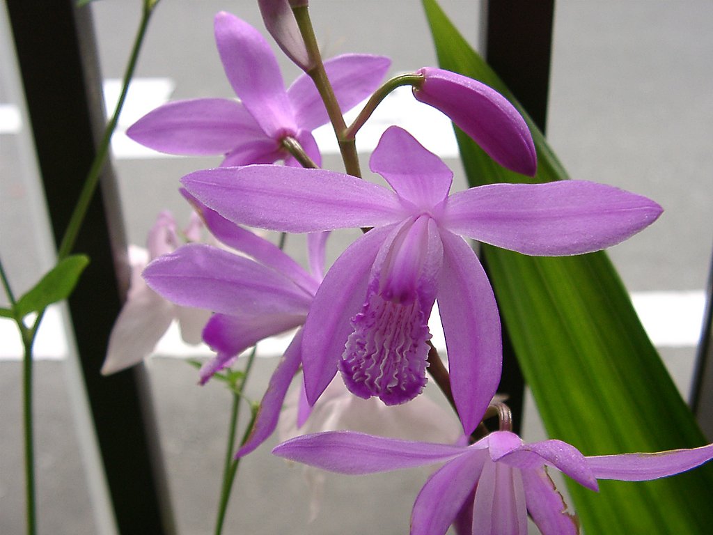 ●我が家の花① シラン