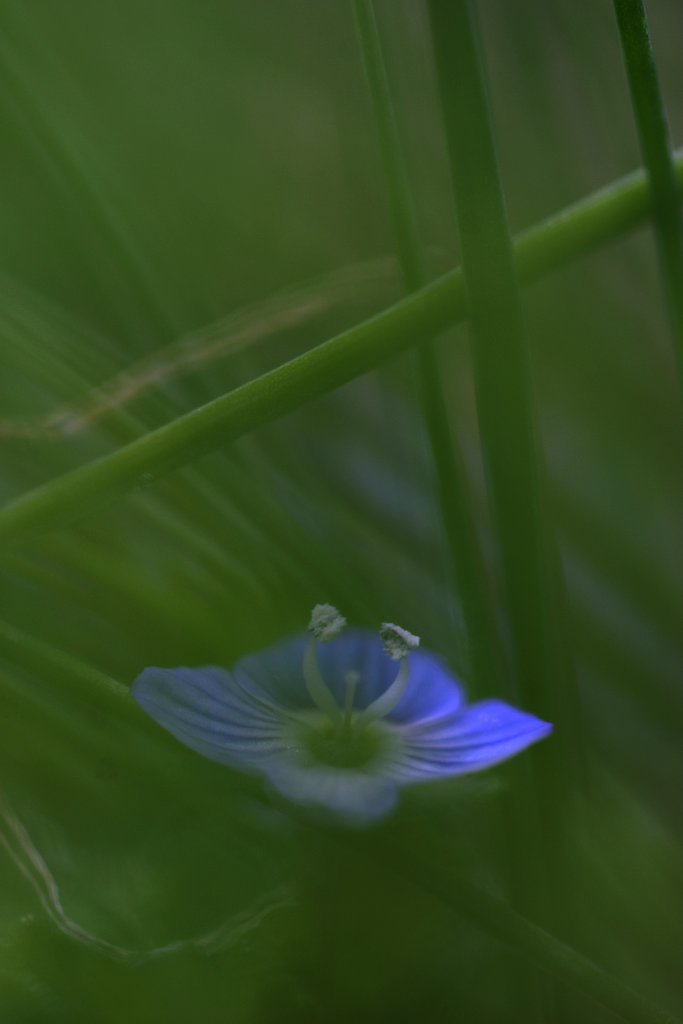 草薫る春