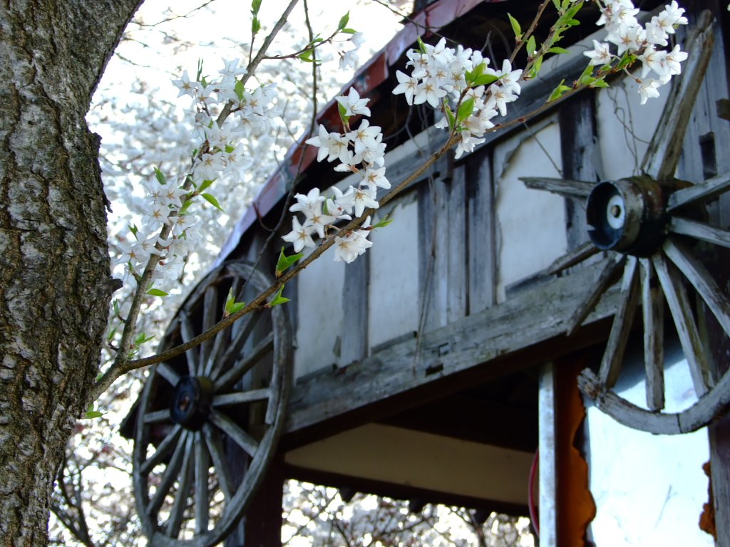 水車？小屋と桜