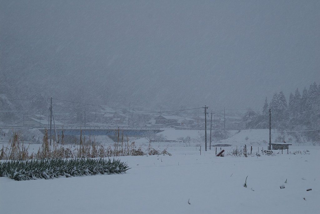 猛吹雪の農道＆田んぼ！