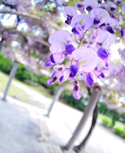 藤の花？