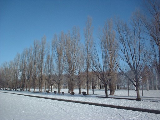 冬の公園