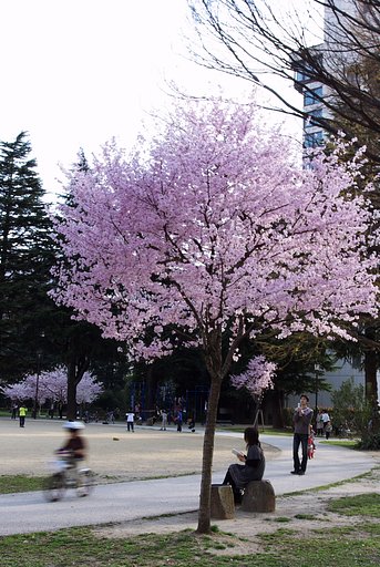 桜の木の下