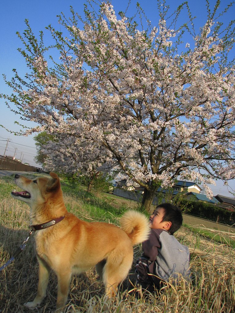 さくらの木の下で