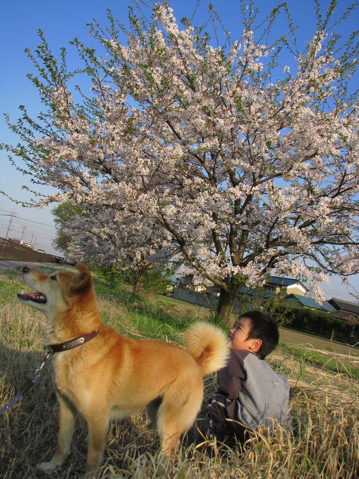 さくらの木の下で