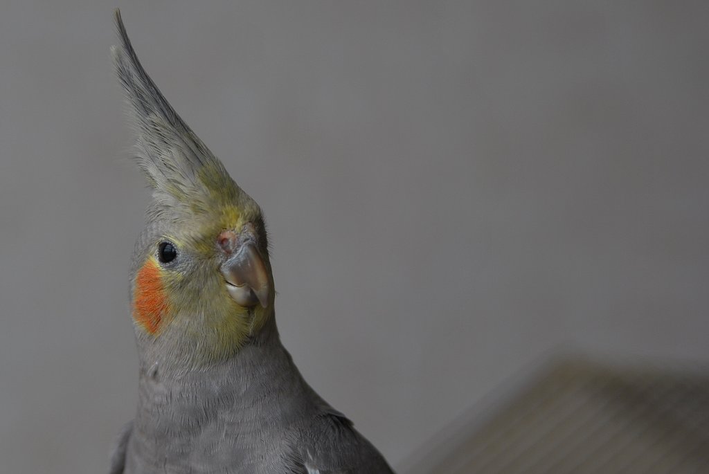 ノーマル種