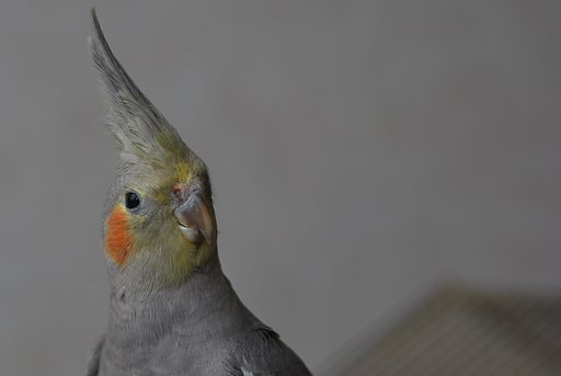 ノーマル種