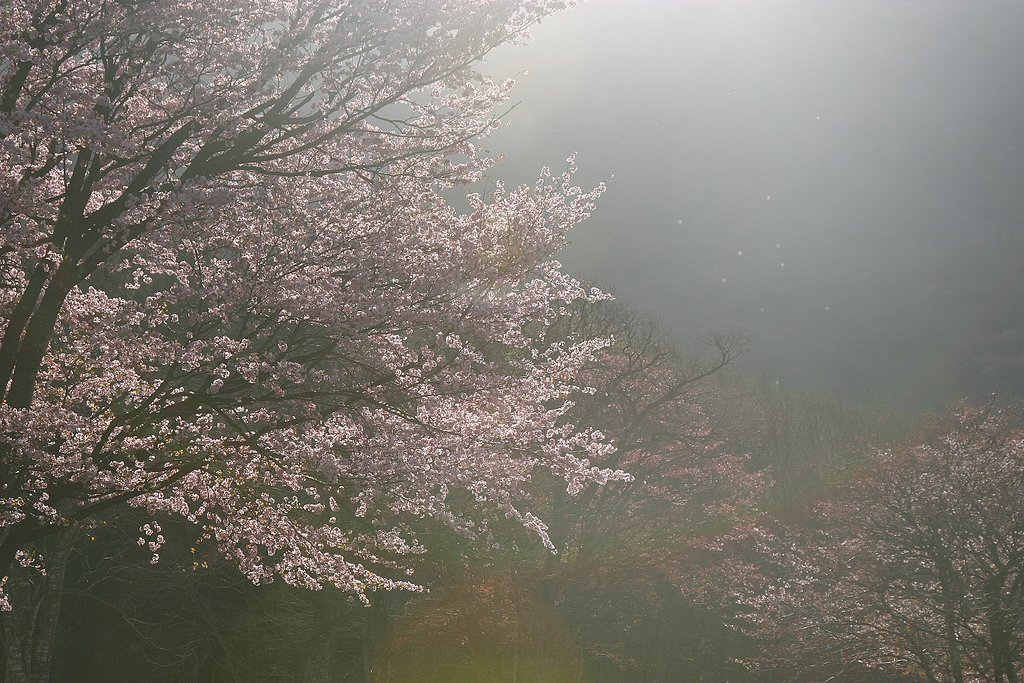 朝靄に輝く