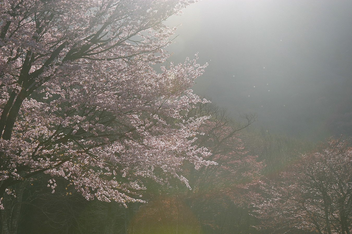 朝靄に輝く