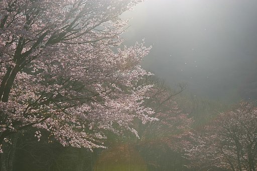 朝靄に輝く