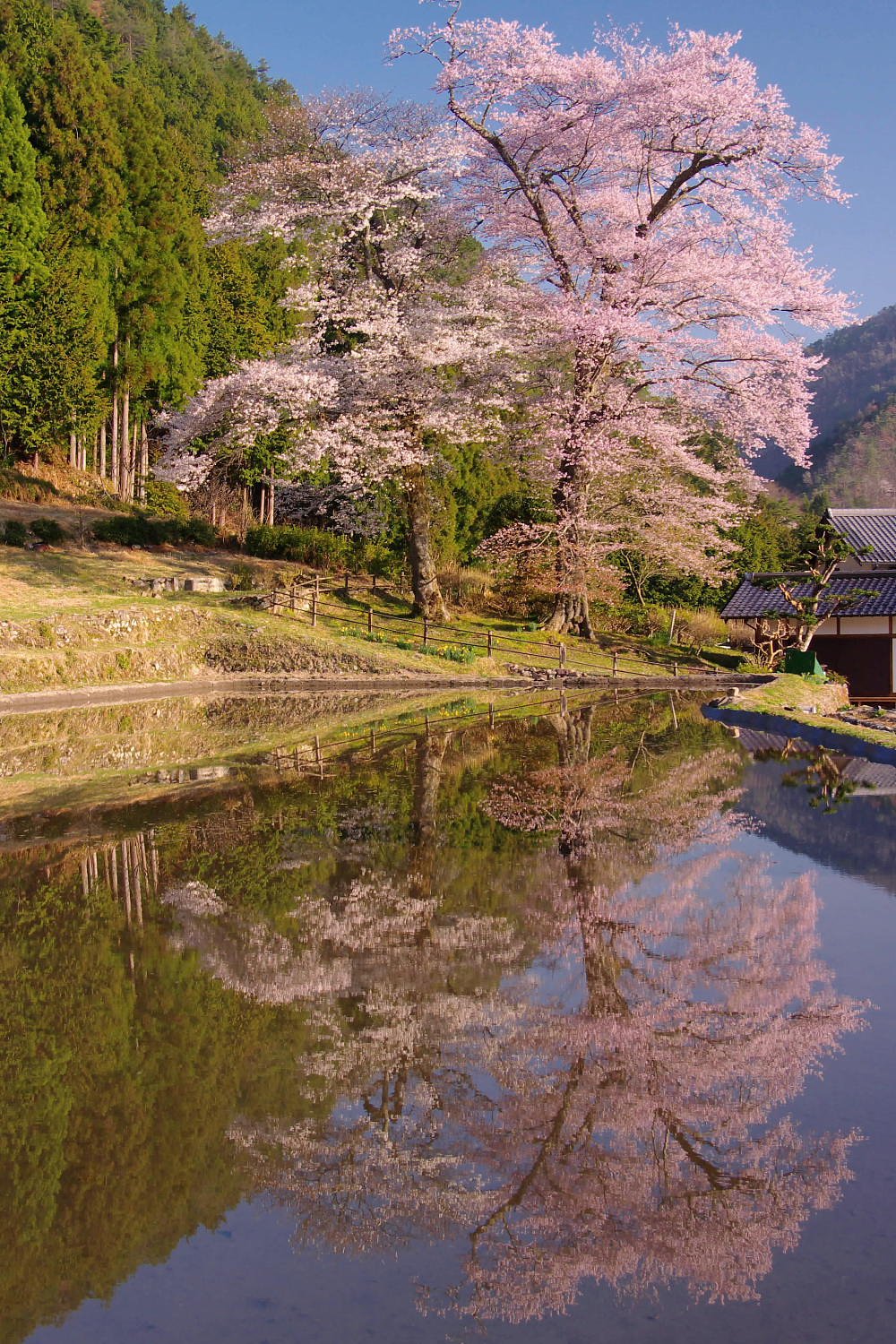 苗代桜