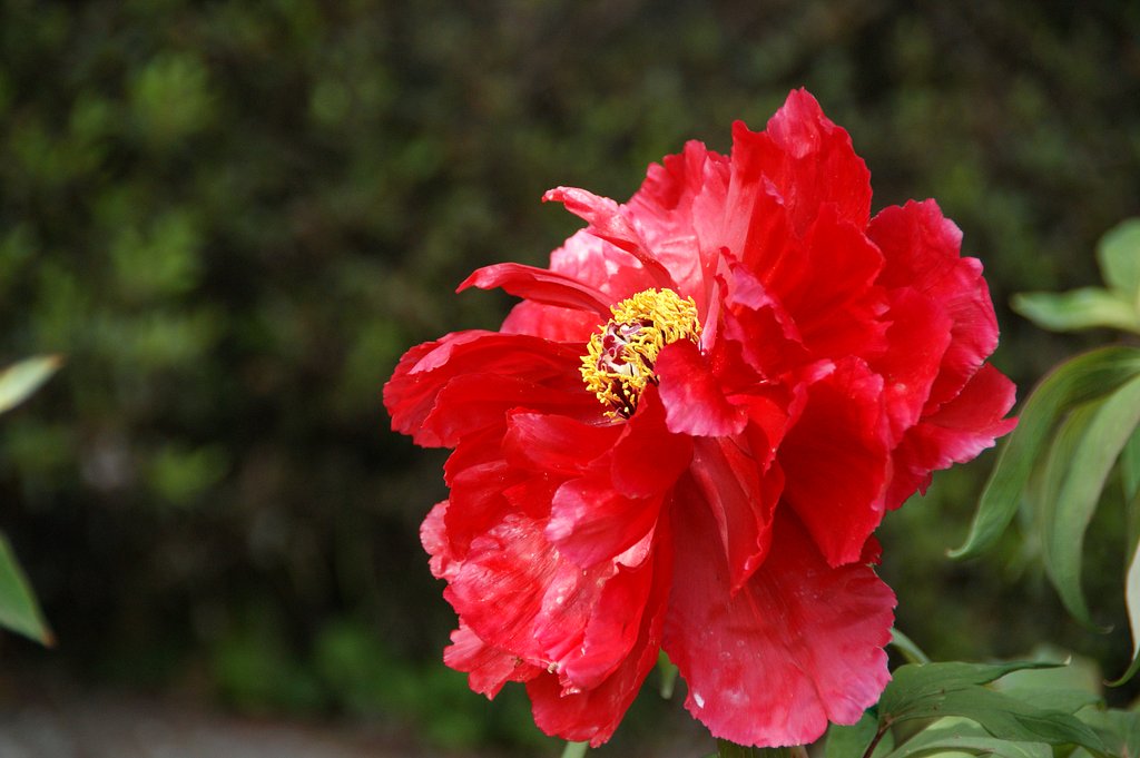 「立てば石楠花、座れば牡丹、歩く姿は藤の花」