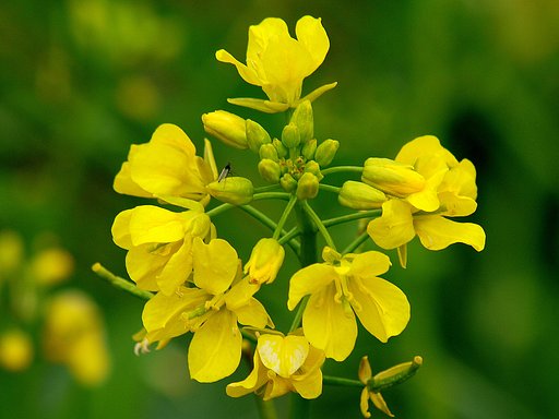 菜の花に留りしもの