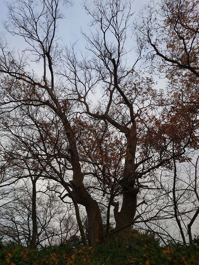 樹木の造形美