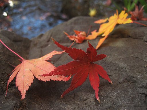 紅葉静かに