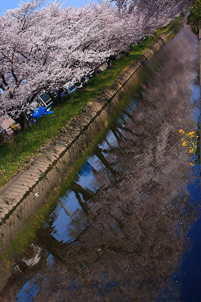 桜川