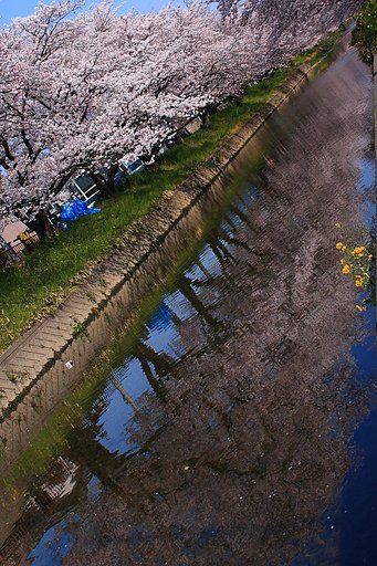 桜川